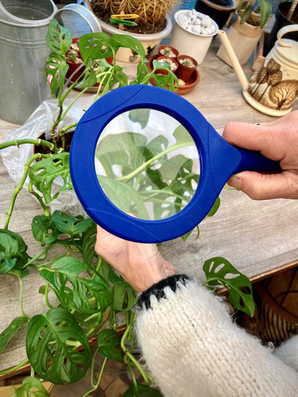 In hand een blauwe loep houdend voor een plant die wordt vergroot door lens